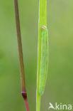 european skipper (Thymelicus lineola)