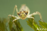 Zwervende heidelibel (Sympetrum fonscolombii)