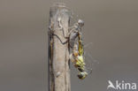 Red-veined Darter (Sympetrum fonscolombii)