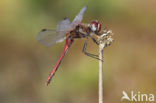 Zwervende heidelibel (Sympetrum fonscolombii)