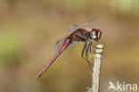 Zwervende heidelibel (Sympetrum fonscolombii)