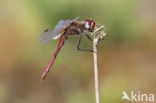 Zwervende heidelibel (Sympetrum fonscolombii)