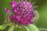 Zygaena lonicerae