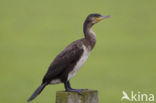 Cormorant (Nannopterum harrisi)