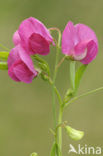 Tuberous Pea (Lathyrus tuberosus)