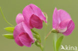 Tuberous Pea (Lathyrus tuberosus)