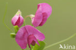 Aardaker (Lathyrus tuberosus)