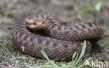 Common Viper (Vipera berus)