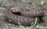 Adder (Vipera berus) 