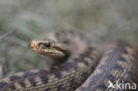 Common Viper (Vipera berus)