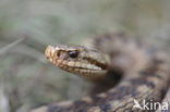 Common Viper (Vipera berus)