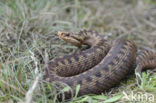 Common Viper (Vipera berus)