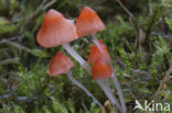 Adonismycena (Mycena adonis) 