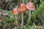 Adonismycena (Mycena adonis) 