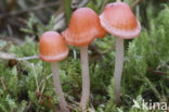 Adonismycena (Mycena adonis) 