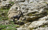 Alpen Steenbok (Capra ibex)