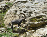 Alpen Steenbok (Capra ibex)