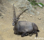 Alpen Steenbok (Capra ibex)