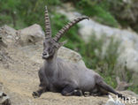 Alpen Steenbok (Capra ibex)