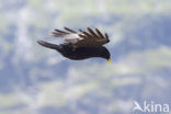 Alpenkauw (Pyrrhocorax graculus)