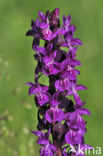 Alpenmeiorchis (Dactylorhiza majalis subsp. alpestris)