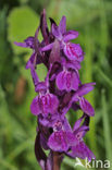 Alpenmeiorchis (Dactylorhiza majalis subsp. alpestris)