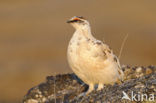 Alpensneeuwhoen (Lagopus muta)