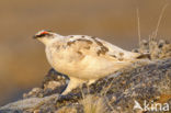 Alpensneeuwhoen (Lagopus muta)