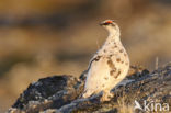 Alpensneeuwhoen (Lagopus muta)