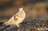 Alpensneeuwhoen (Lagopus muta)