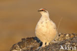 Alpensneeuwhoen (Lagopus muta)