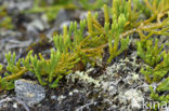 Alpenwolfsklauw (Lycopodium alpinum)