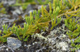 alpine Clubmoss (Lycopodium alpinum)