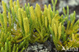 alpine Clubmoss (Lycopodium alpinium)