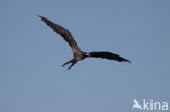 Magnificent frigatebird (Fregata magnificens)