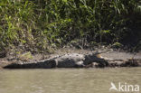 American saltwater crocodile (Crocodylus acutus) 