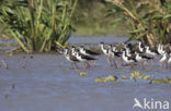 Black-necked Stilt (Himantopus mexicanus)