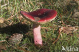 Red-tinted Russula (Russula paludosa)