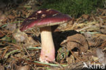 Red-tinted Russula (Russula paludosa)