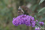 Red Admiral (Vanessa atalanta)