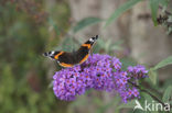 Red Admiral (Vanessa atalanta)