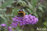 Red Admiral (Vanessa atalanta)