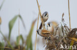 Bearded Reedling (Panurus biarmicus)