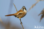 Bearded Reedling (Panurus biarmicus)