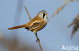 Bearded Reedling (Panurus biarmicus)