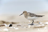 Baird’s Sandpiper (Calidris bairdii)