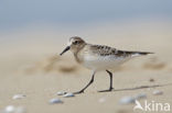 Bairds Strandloper (Calidris bairdii)