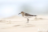 Bairds Strandloper (Calidris bairdii)