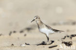 Baird’s Sandpiper (Calidris bairdii)