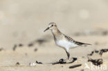 Bairds Strandloper (Calidris bairdii)